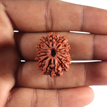 Load image into Gallery viewer, 14 Mukhi Nepalese Rudraksha - Bead No. 359
