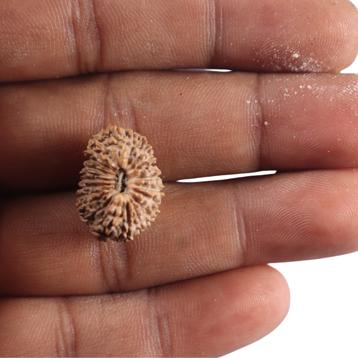 21 Mukhi Indonesian Rudraksha - Bead No. 172