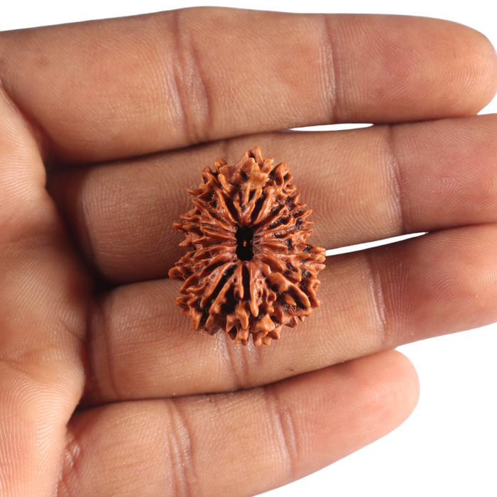 14 Mukhi Nepalese Rudraksha - Bead No. 334