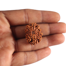 Load image into Gallery viewer, 14 Mukhi Nepalese Rudraksha - Bead No. 184
