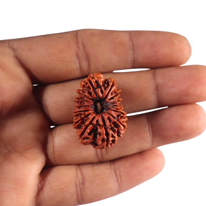14 Mukhi Nepalese Rudraksha - Bead No. 103