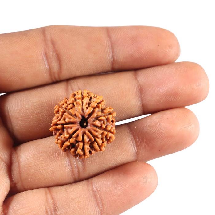 9 Mukhi Nepalese Rudraksha - Bead No. 435