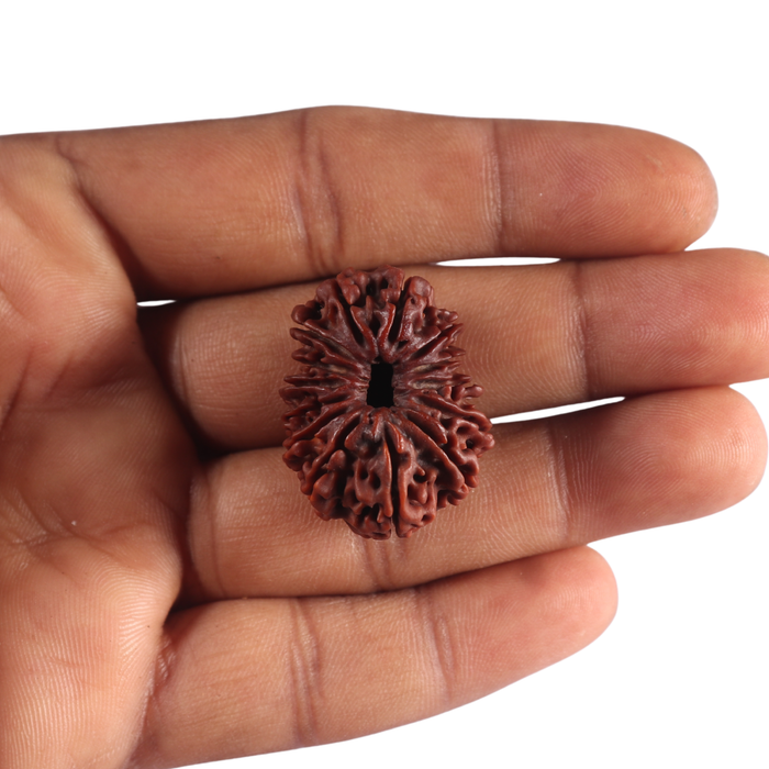 14 Mukhi Nepalese Rudraksha - Bead No. 123
