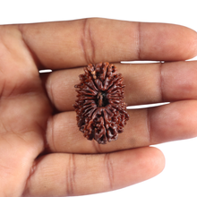 Load image into Gallery viewer, 20 Mukhi Nepalese Rudraksha - Bead No 12
