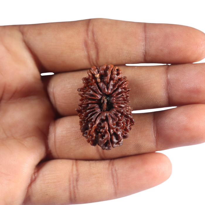 20 Mukhi Nepalese Rudraksha - Bead No 12