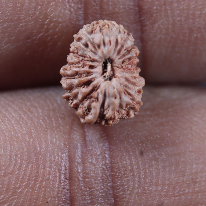 17 Mukhi Rudraksha from Indonesia - Bead No. 282