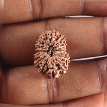 Load image into Gallery viewer, 16 Mukhi Rudraksha from Indonesia - Bead No. 338
