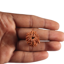Load image into Gallery viewer, 9 Mukhi Nepalese Rudraksha - Bead No. 470
