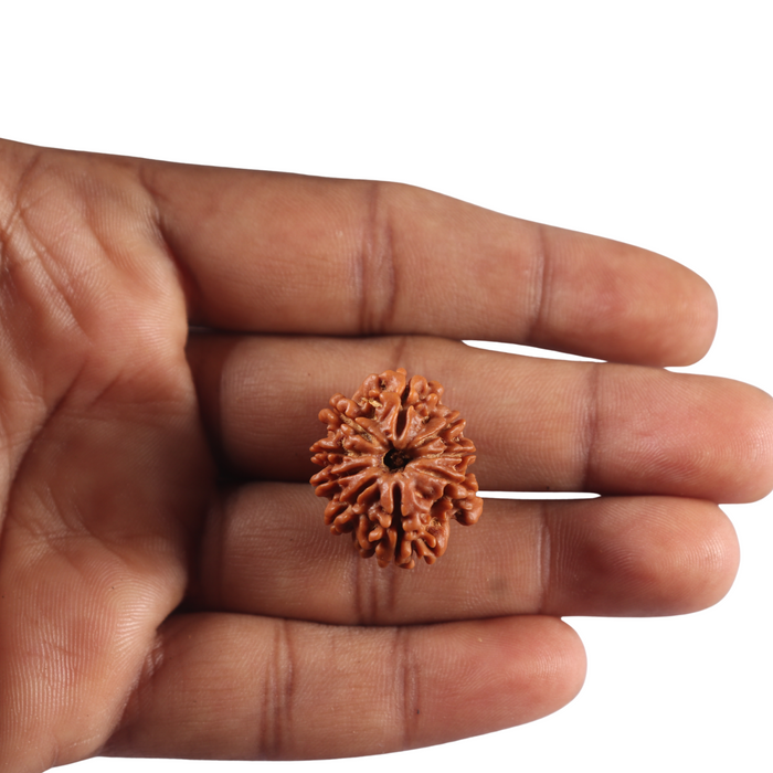 9 Mukhi Nepalese Rudraksha - Bead No. 470