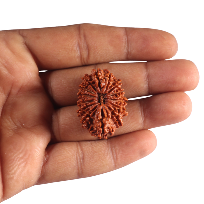 14 Mukhi Nepalese Rudraksha - Bead No. 130