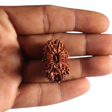 Load image into Gallery viewer, 18 Mukhi Rudraksha from Nepal - Bead No. 56
