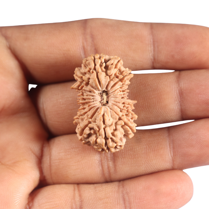 18 Mukhi Ganesh Rudraksha from Nepal - Bead No. 61