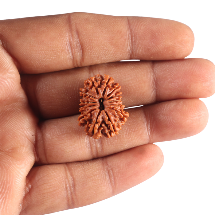 13 Mukhi Nepalese Rudraksha - Bead No. 395