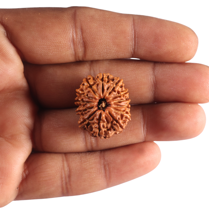 13 Mukhi Nepalese Rudraksha - Bead No. 392