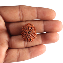 Load image into Gallery viewer, 13 Mukhi Nepalese Rudraksha - Bead No. 394
