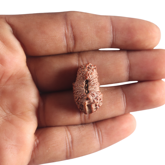 26 Mukhi Rudraksha from Indonesia - Bead No. L