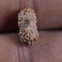Load image into Gallery viewer, 21 Mukhi Indonesian Rudraksha - Bead No. 170

