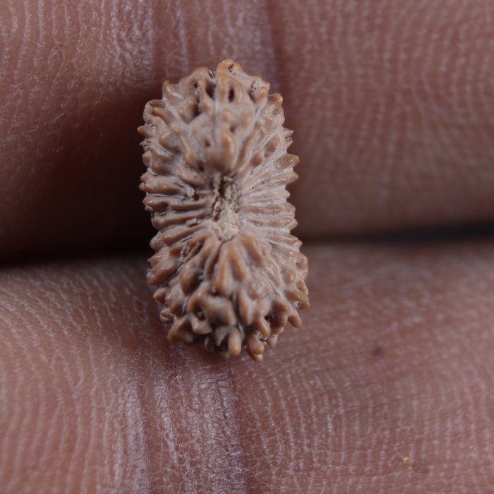 21 Mukhi Indonesian Rudraksha - Bead No. 170