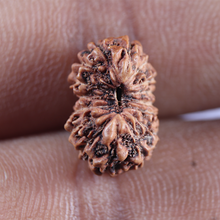 Load image into Gallery viewer, 16 Mukhi Rudraksha from Indonesia - Bead No. 294
