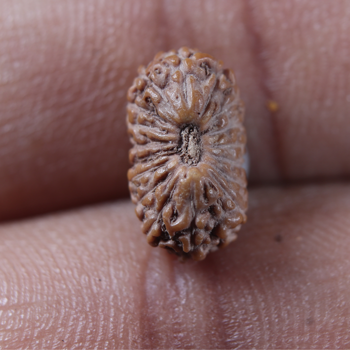 17 Mukhi Rudraksha from Indonesia - Bead No. 285
