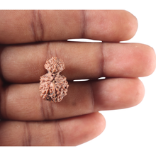 Load image into Gallery viewer, Indonesian Garbh Gauri Rudraksha - Bead No. 14
