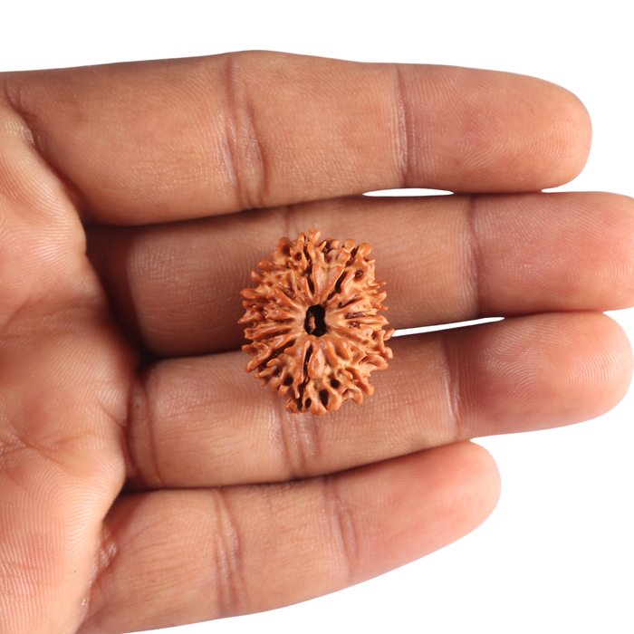 13 Mukhi Nepalese Rudraksha - Bead No. 396