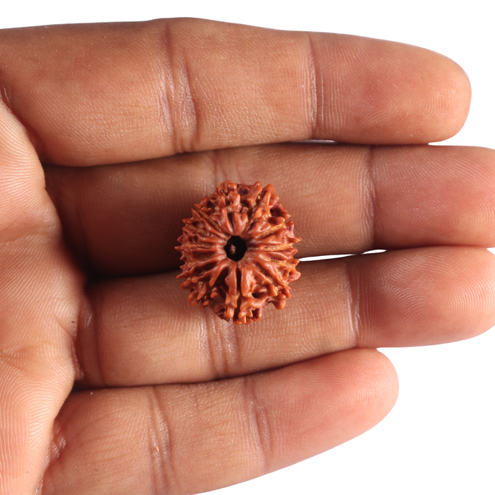 13 Mukhi Nepalese Rudraksha - Bead No. 399