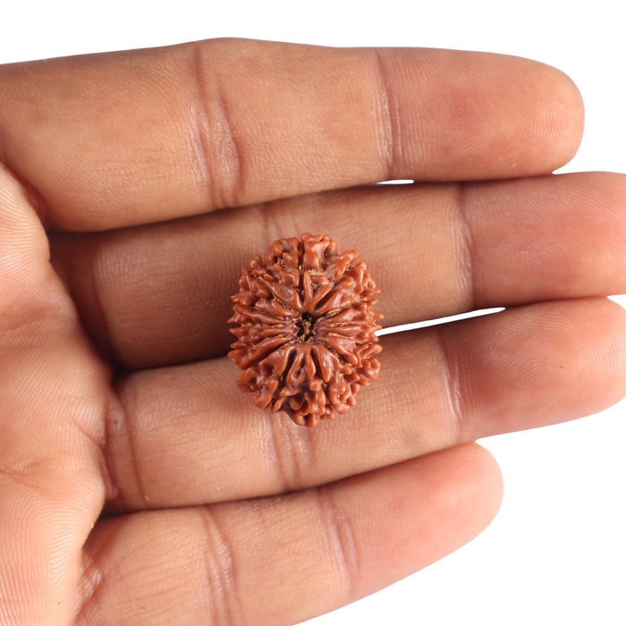 13 Mukhi Nepalese Rudraksha - Bead No. 397