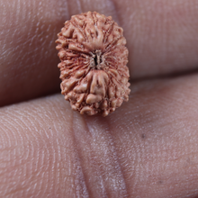 Load image into Gallery viewer, 17 Mukhi Rudraksha from Indonesia - Bead No. 284
