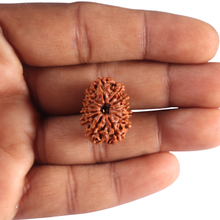 Load image into Gallery viewer, 13 Mukhi Nepalese Rudraksha - Bead No. 398
