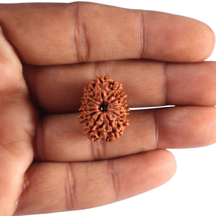 13 Mukhi Nepalese Rudraksha - Bead No. 398