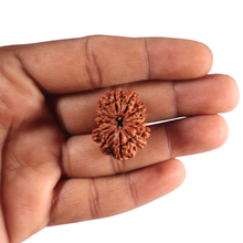 Load image into Gallery viewer, 13 Mukhi Nepalese Rudraksha - Bead No. 391

