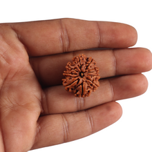 Load image into Gallery viewer, 9 Mukhi Nepalese Rudraksha - Bead No. 462
