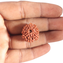 Load image into Gallery viewer, 11 Mukhi Nepalese Rudraksha - Bead No. 459
