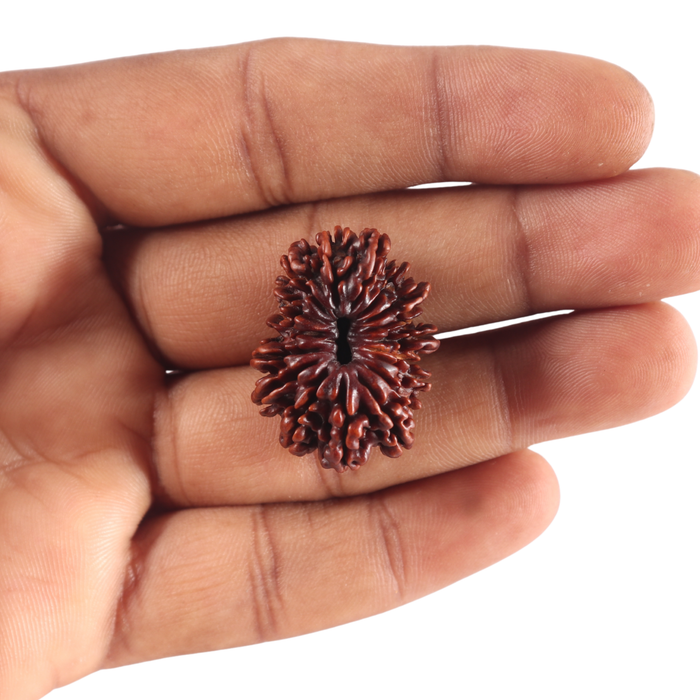 17 Mukhi Nepalese Rudraksha - Bead No. 79