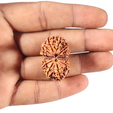 Load image into Gallery viewer, 13 Mukhi Gaurishankar Nepalese Rudraksha  - Bead No. 375
