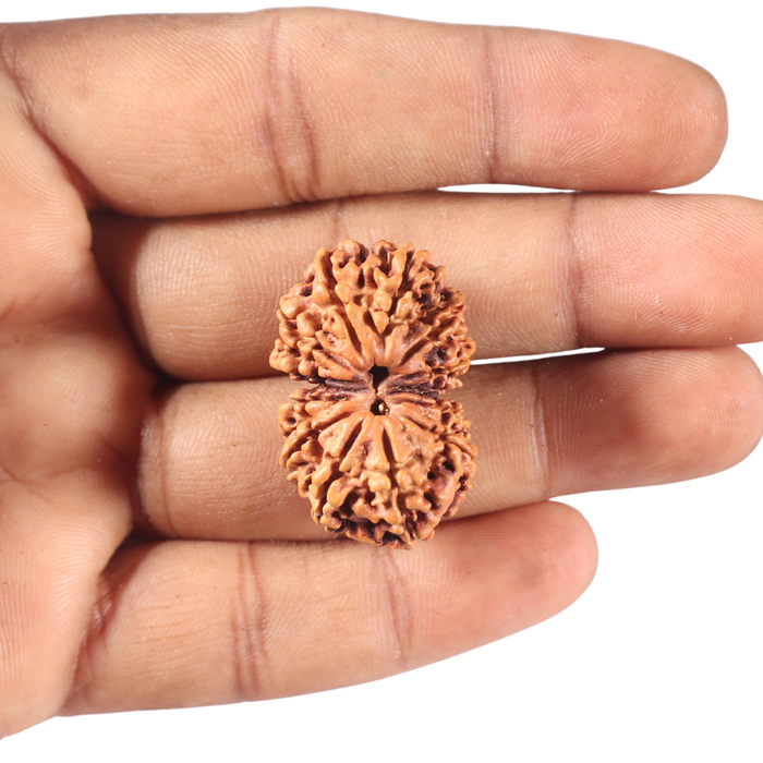 13 Mukhi Gaurishankar Nepalese Rudraksha  - Bead No. 375