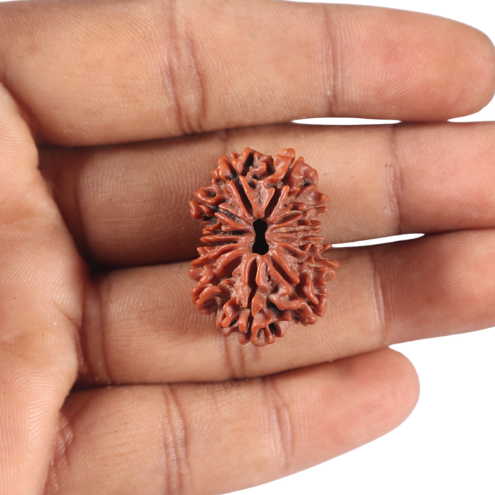 13 Mukhi Nepalese Rudraksha - Bead No. 381