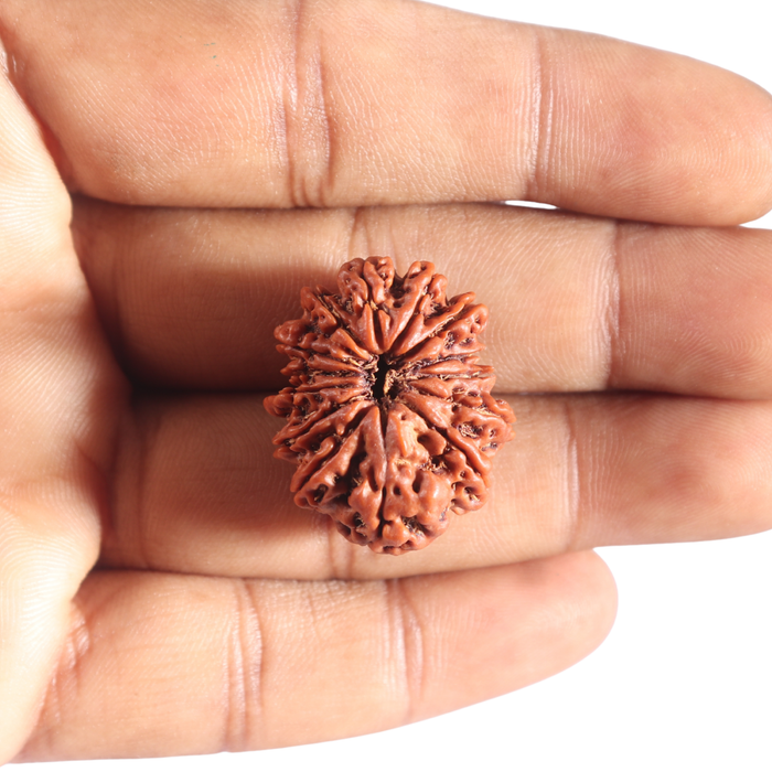 14 Mukhi Nepalese Rudraksha - Bead No. 378