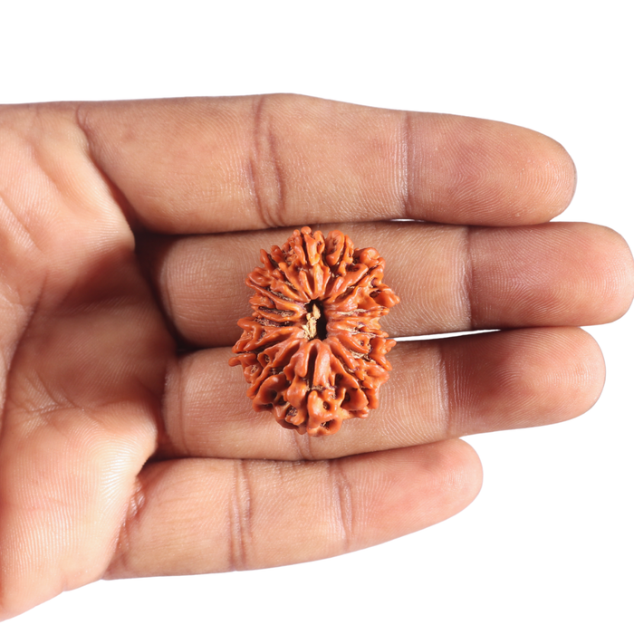 14 Mukhi Nepalese Rudraksha - Bead No. 347