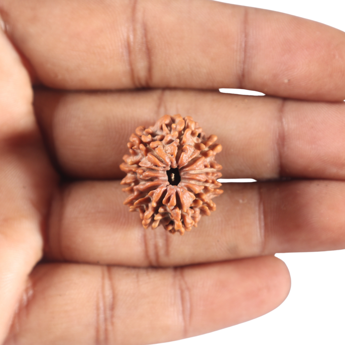 11 Mukhi Nepalese Rudraksha - Bead No. 407