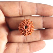 Load image into Gallery viewer, 14 Mukhi Nepalese Rudraksha - Bead No. 387
