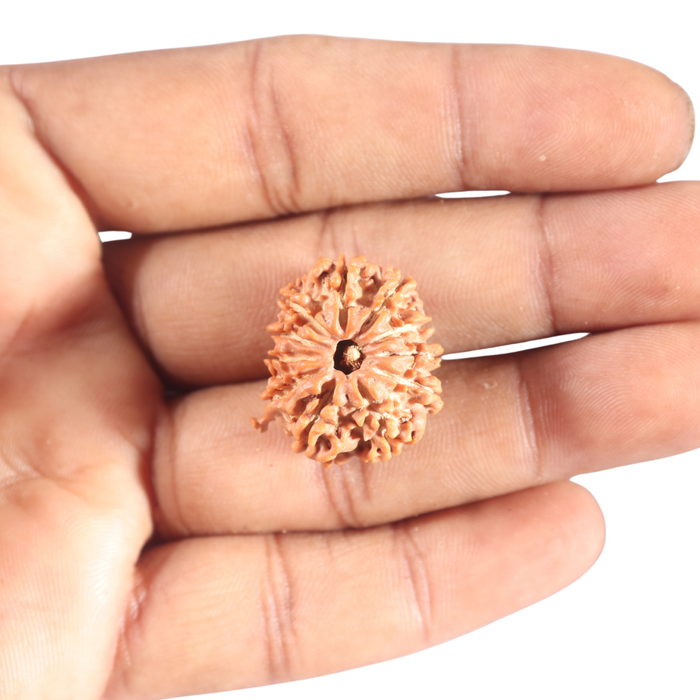 11 Mukhi Nepalese Ganesha Rudraksha - Bead No. 411