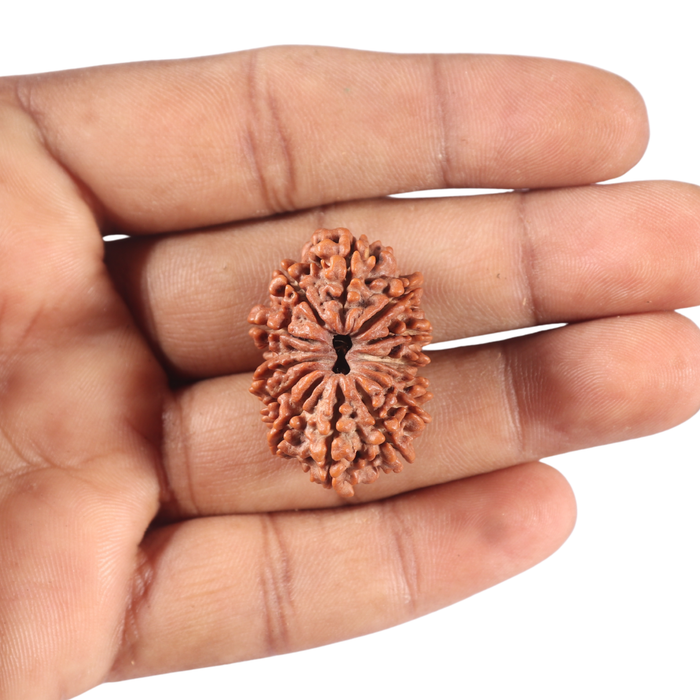 13 Mukhi Nepalese Rudraksha - Bead No. 350