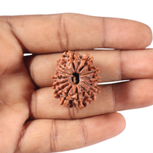 Load image into Gallery viewer, 13 Mukhi Nepalese Rudraksha - Bead No. 174
