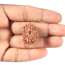 Load image into Gallery viewer, 13 Mukhi Nepalese Rudraksha - Bead No. 198
