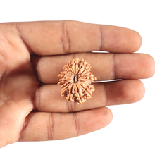 Load image into Gallery viewer, 17 Mukhi Nepalese Rudraksha - Bead No. 74
