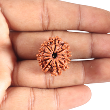 Load image into Gallery viewer, 11 Mukhi Nepalese Rudraksha - Bead No. 450
