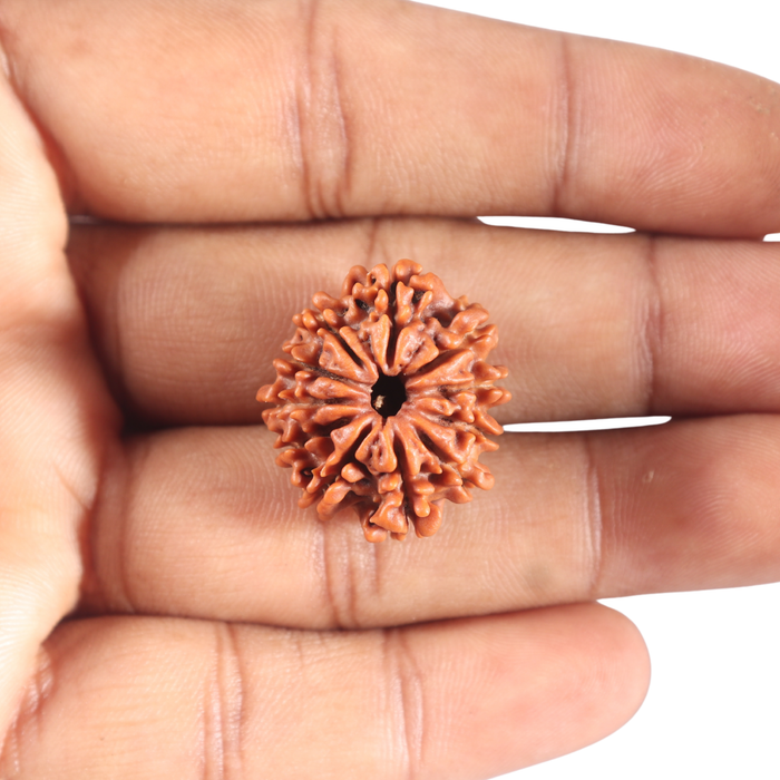 11 Mukhi Nepalese Rudraksha - Bead No. 450