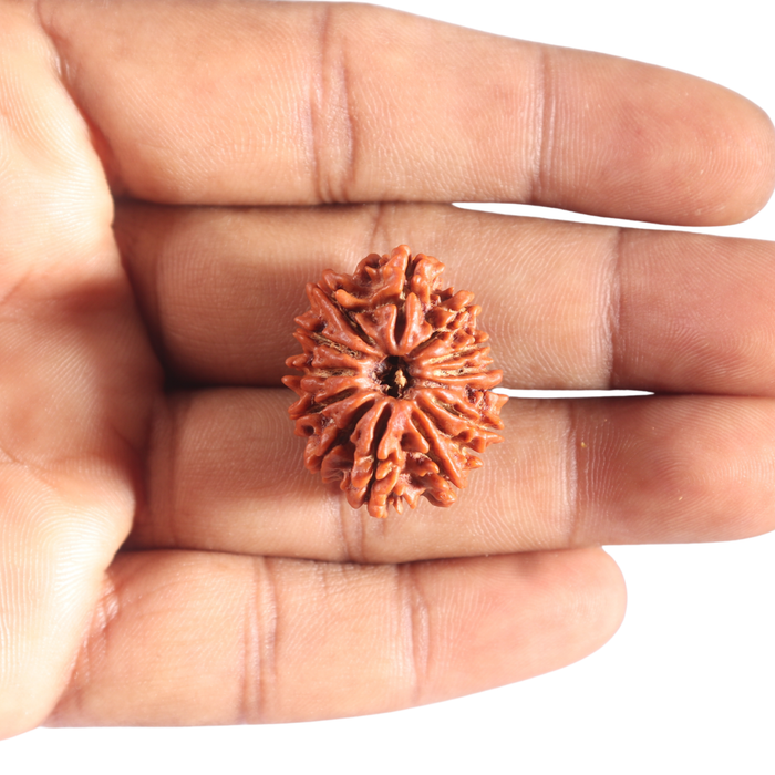 14 Mukhi Nepalese Rudraksha - Bead No. 304